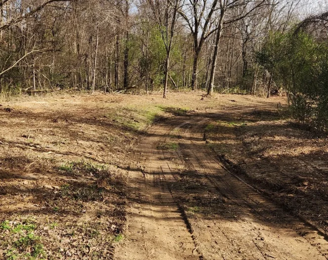 A dirt path through a cleared forest area on a sunny day with tire tracks leading into the distance.